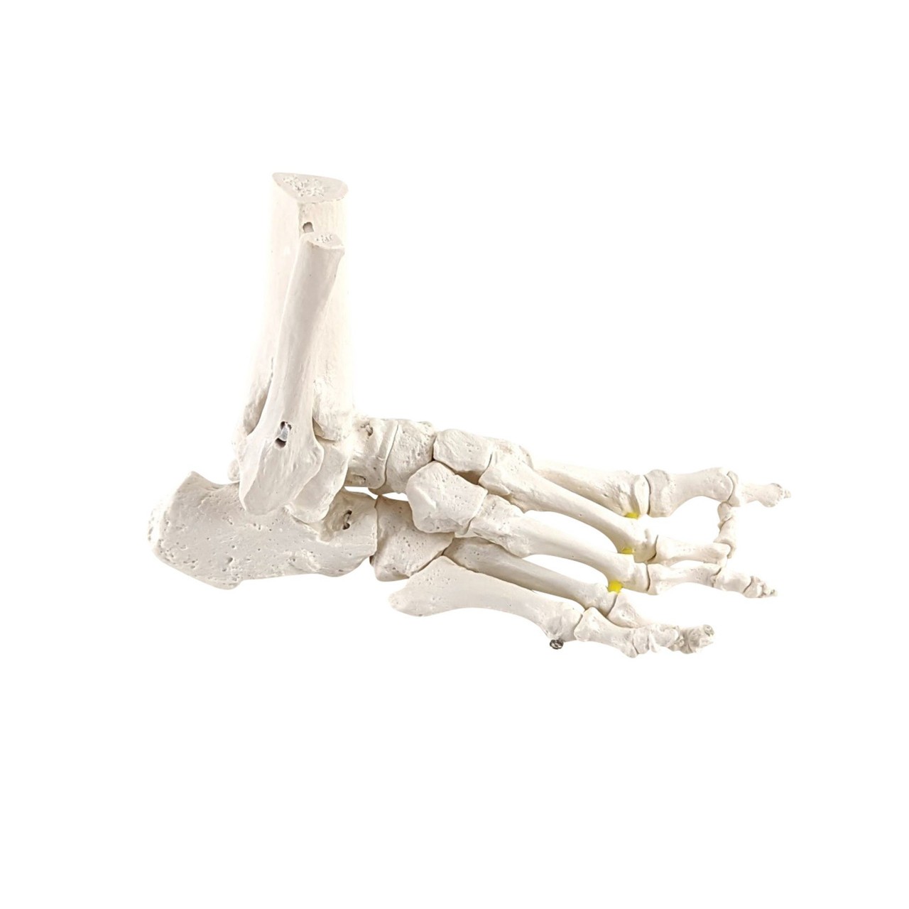 Axis Scientific Foot Skeleton with Ankle with Elastic Articulation
