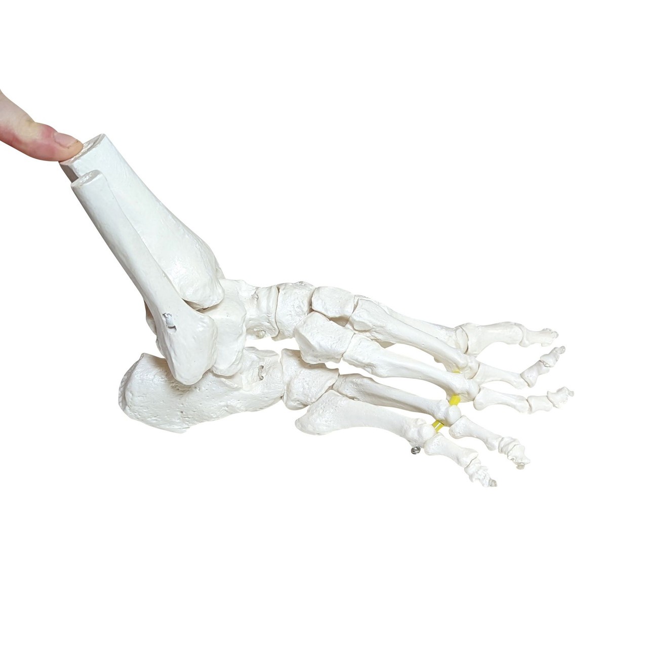 Axis Scientific Foot Skeleton with Ankle with Elastic Articulation
