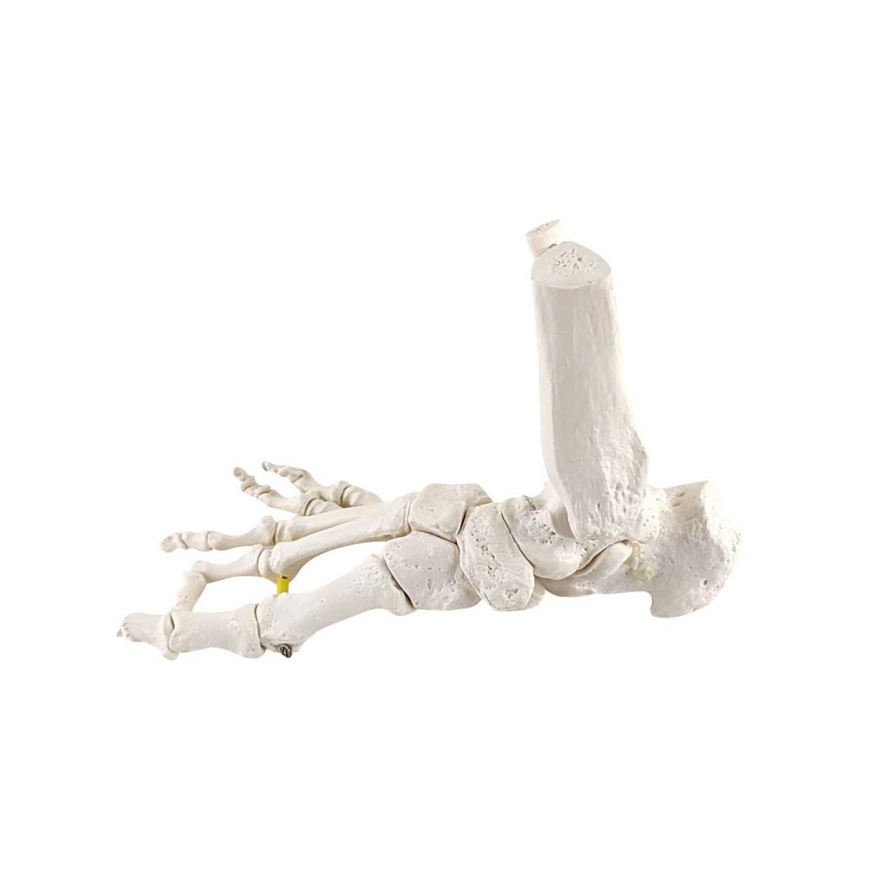Axis Scientific Foot Skeleton with Ankle with Elastic Articulation