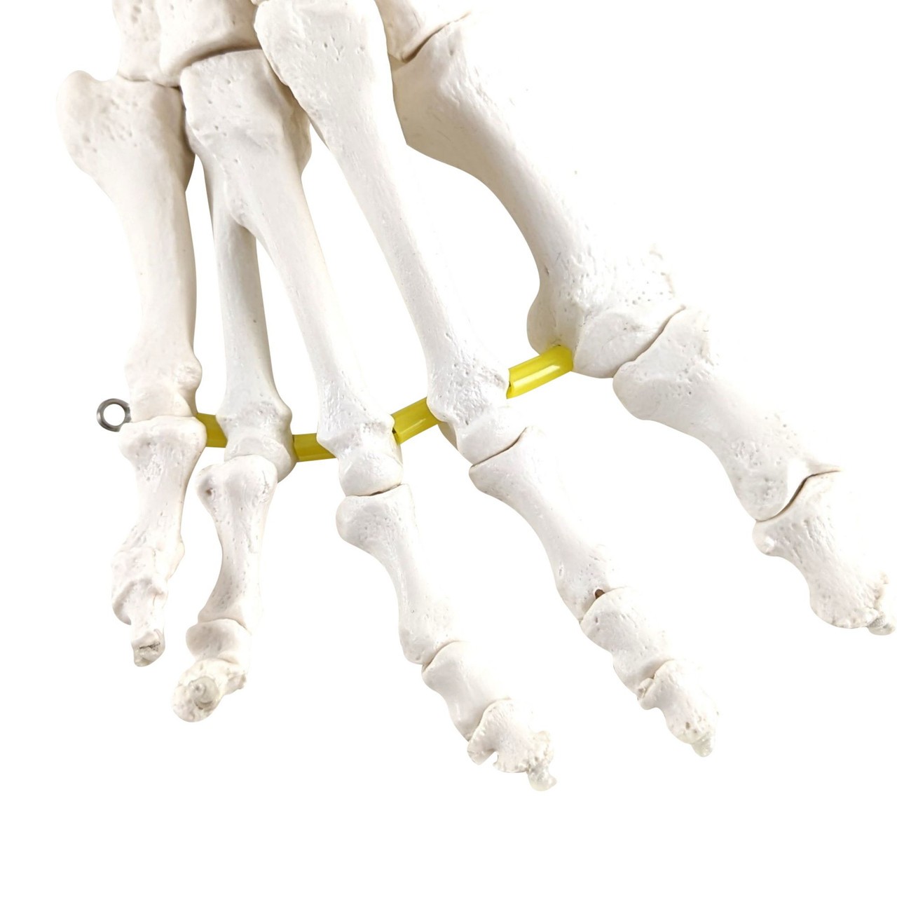 Axis Scientific Foot Skeleton with Ankle with Elastic Articulation