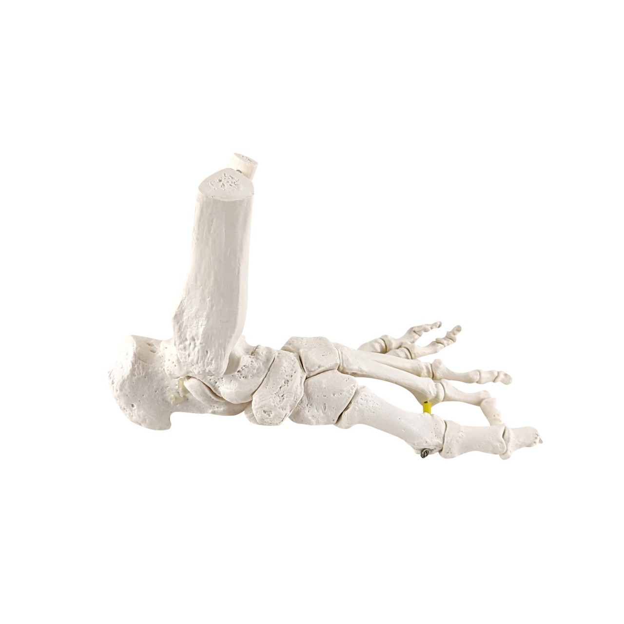 Axis Scientific Foot Skeleton with Ankle with Elastic Articulation