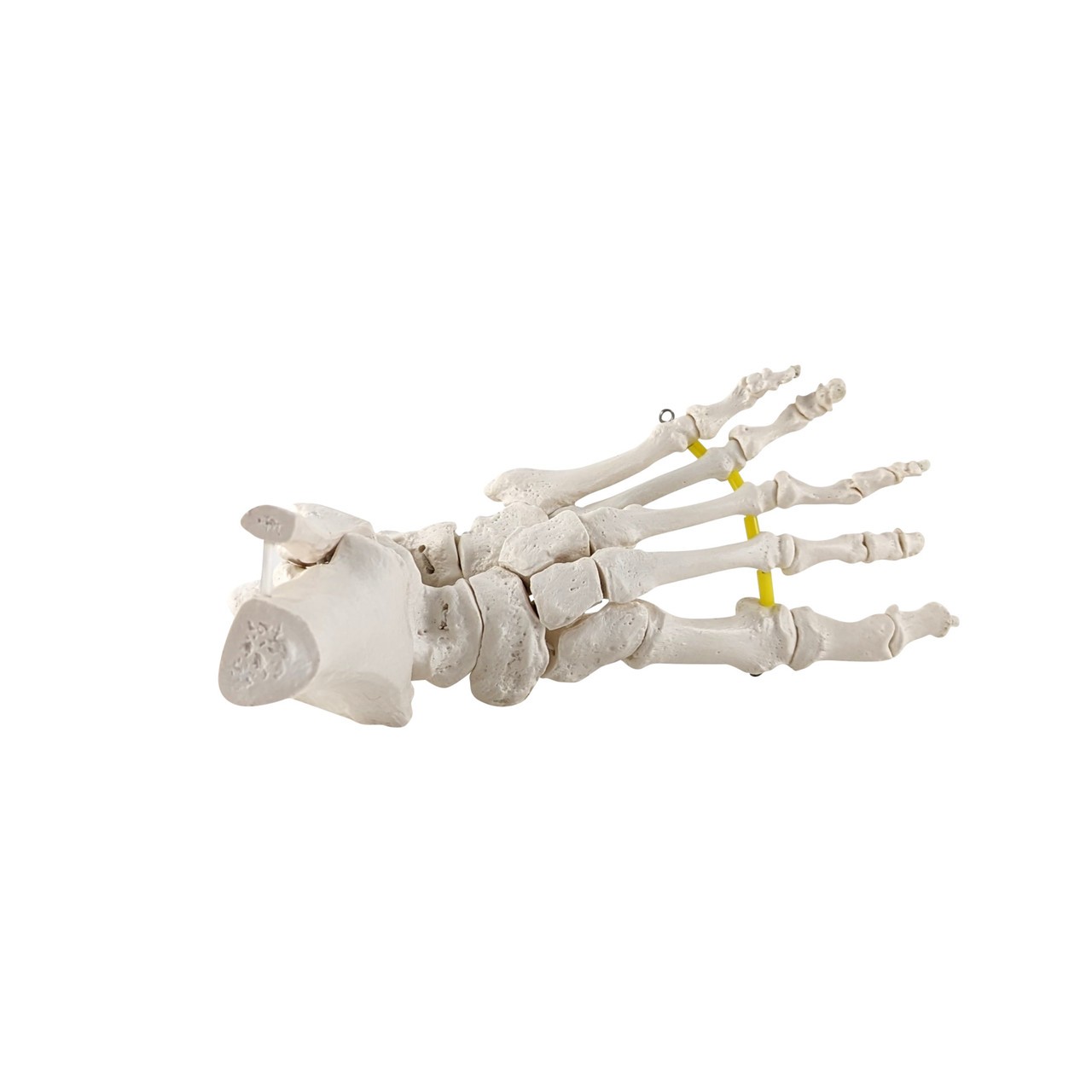 Axis Scientific Foot Skeleton with Ankle with Elastic Articulation