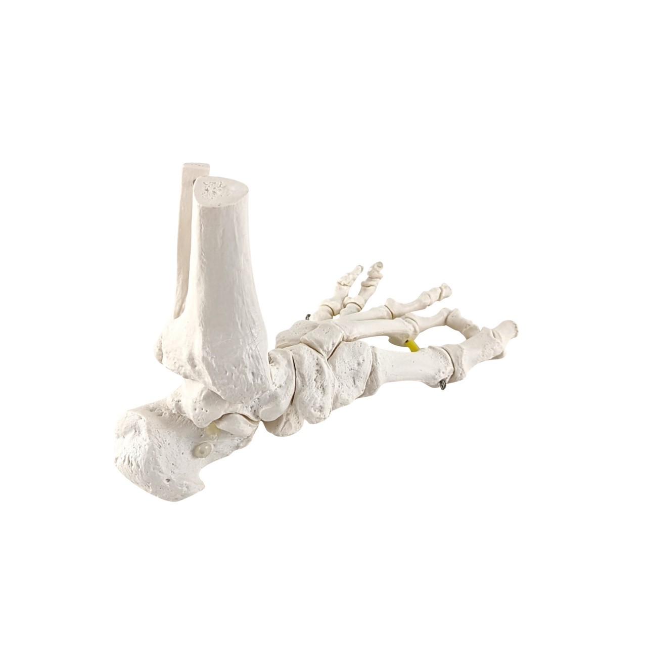 Axis Scientific Foot Skeleton with Ankle with Elastic Articulation