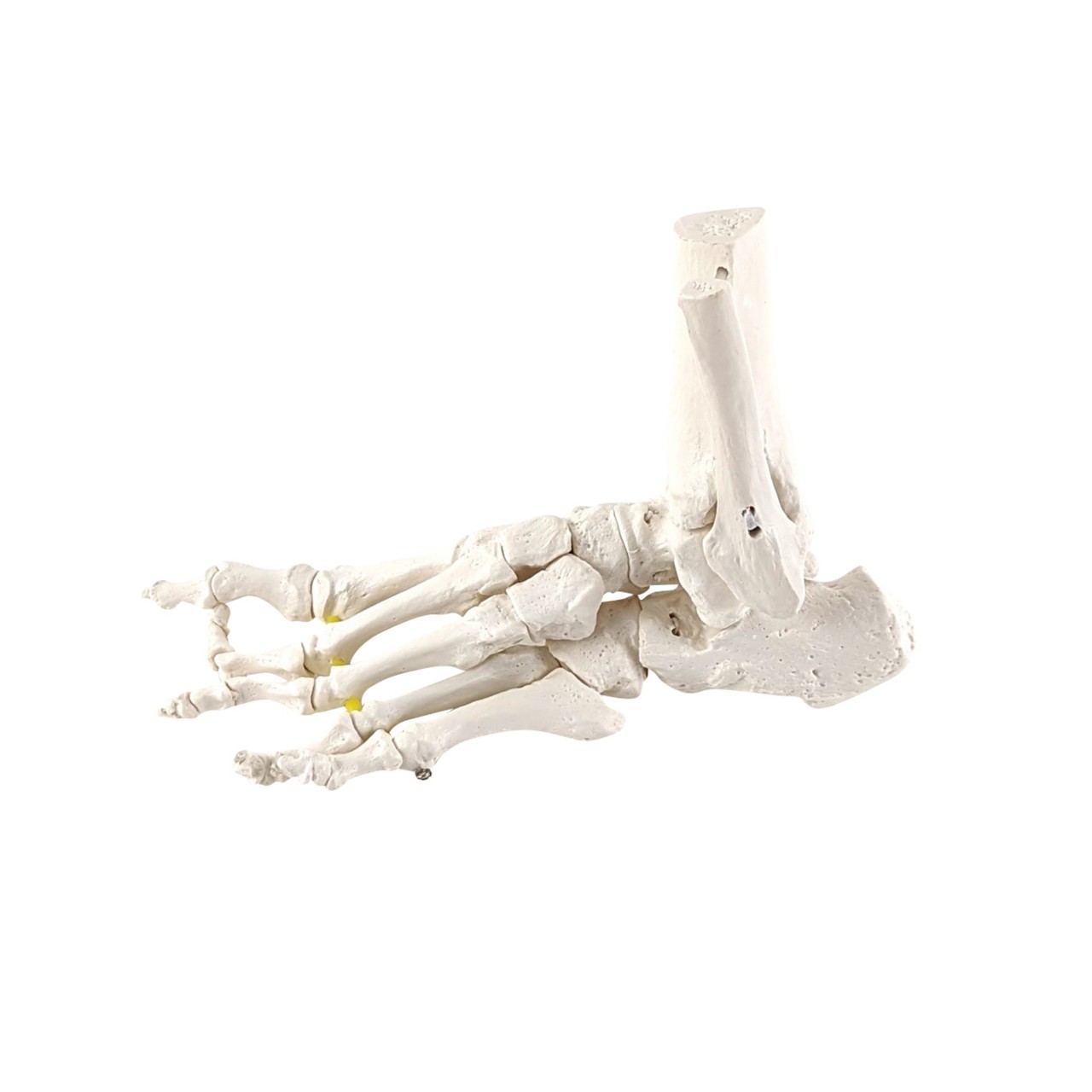 Axis Scientific Foot Skeleton with Ankle with Elastic Articulation