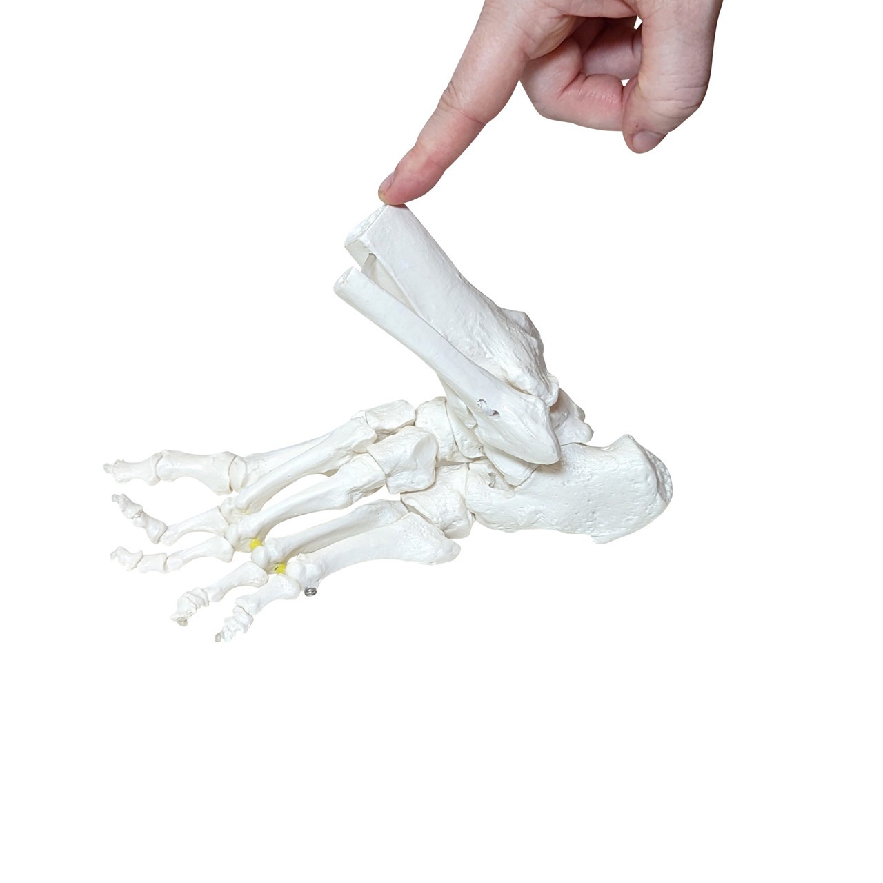 Axis Scientific Foot Skeleton with Ankle with Elastic Articulation