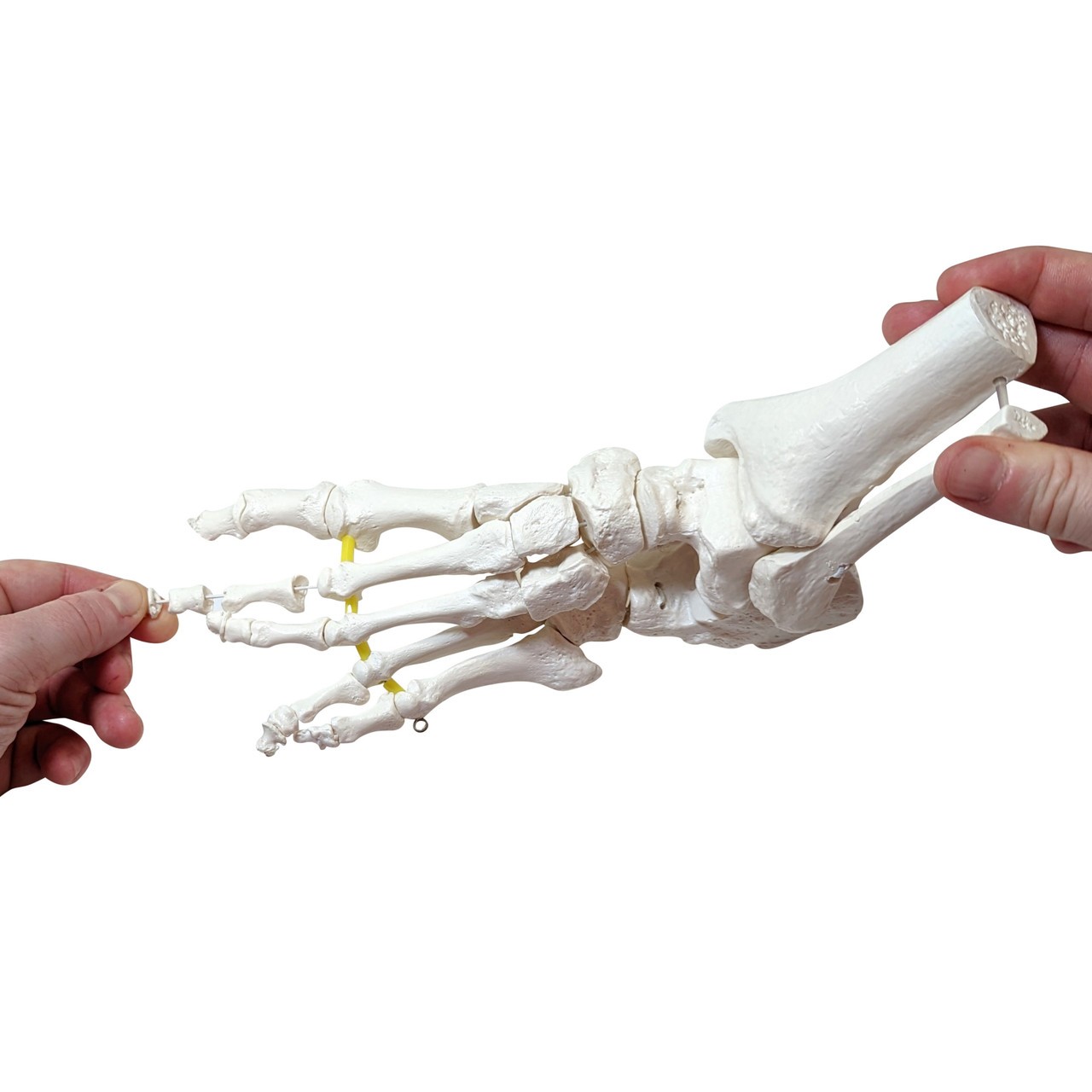 Axis Scientific Foot Skeleton with Ankle with Elastic Articulation