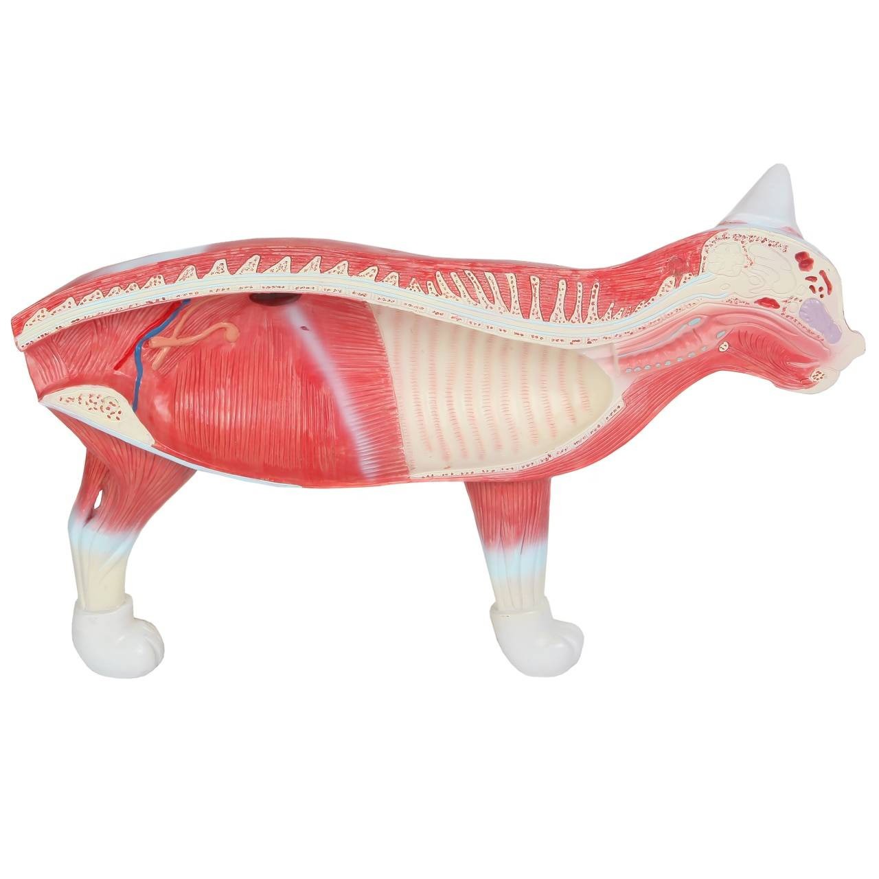 Anatomy Lab Domestic Feline Felis catus Anatomy Model