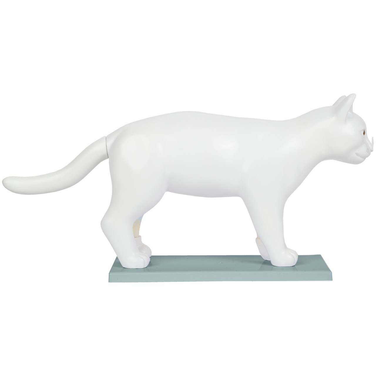 Anatomy Lab Domestic Feline Felis catus Anatomy Model