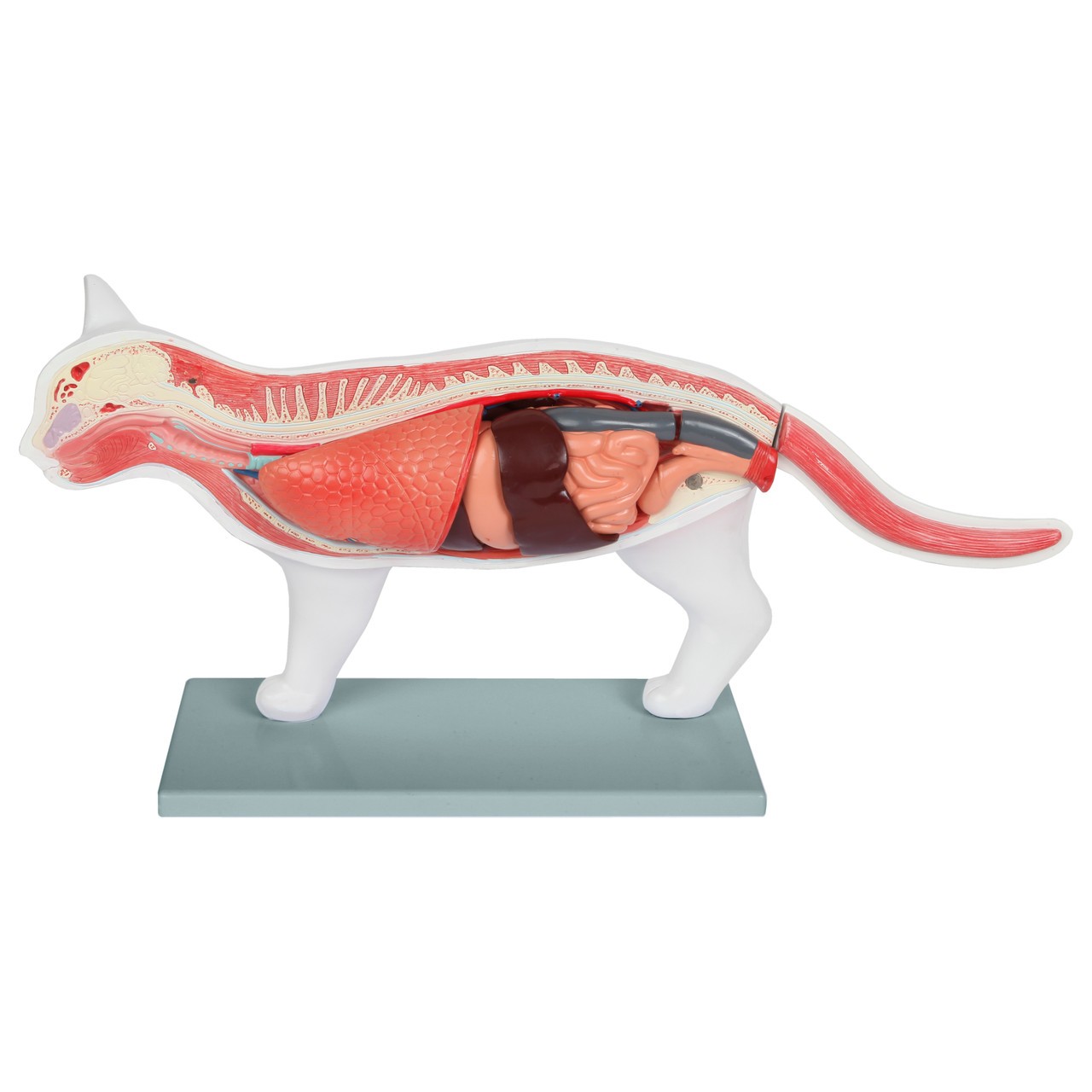 Anatomy Lab Domestic Feline Felis catus Anatomy Model