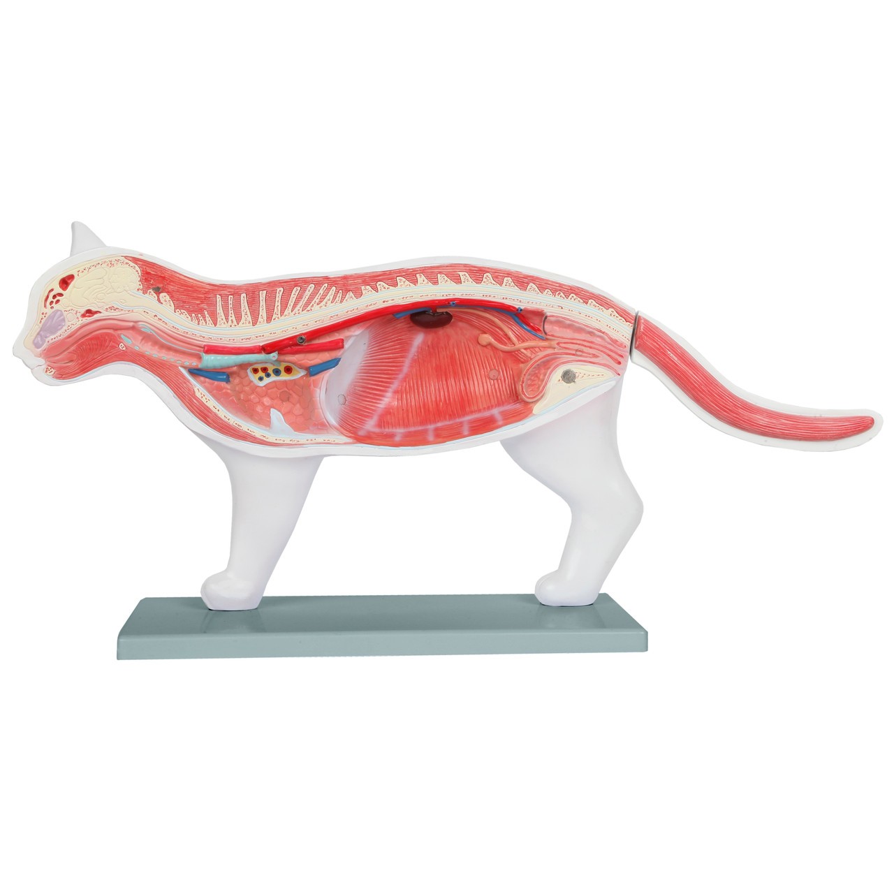 Anatomy Lab Domestic Feline Felis catus Anatomy Model