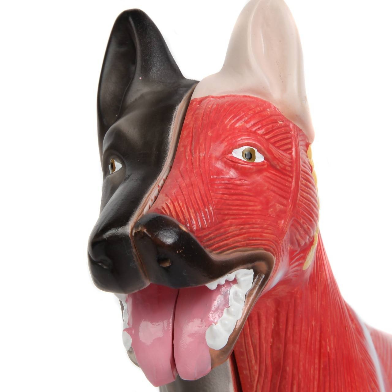 Anatomy Lab Domestic Canine Canis lupus familiaris Anatomy Model