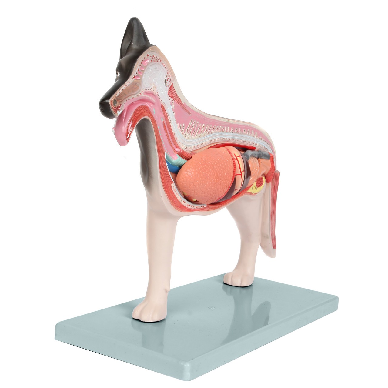 Anatomy Lab Domestic Canine Canis lupus familiaris Anatomy Model