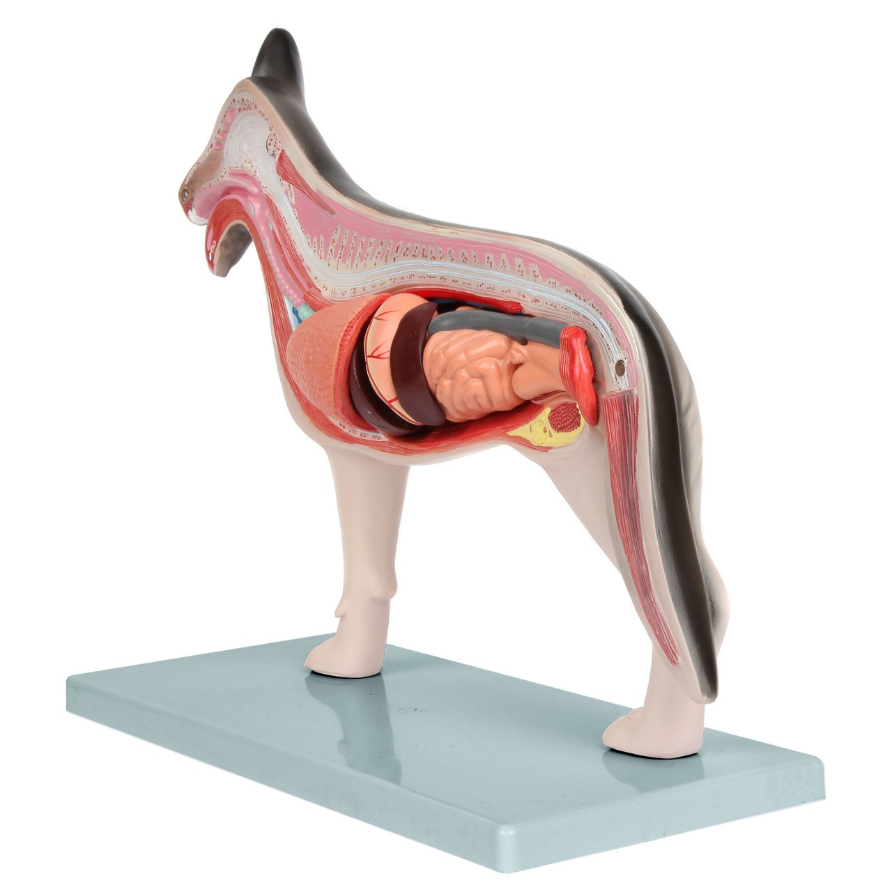 Anatomy Lab Domestic Canine Canis lupus familiaris Anatomy Model