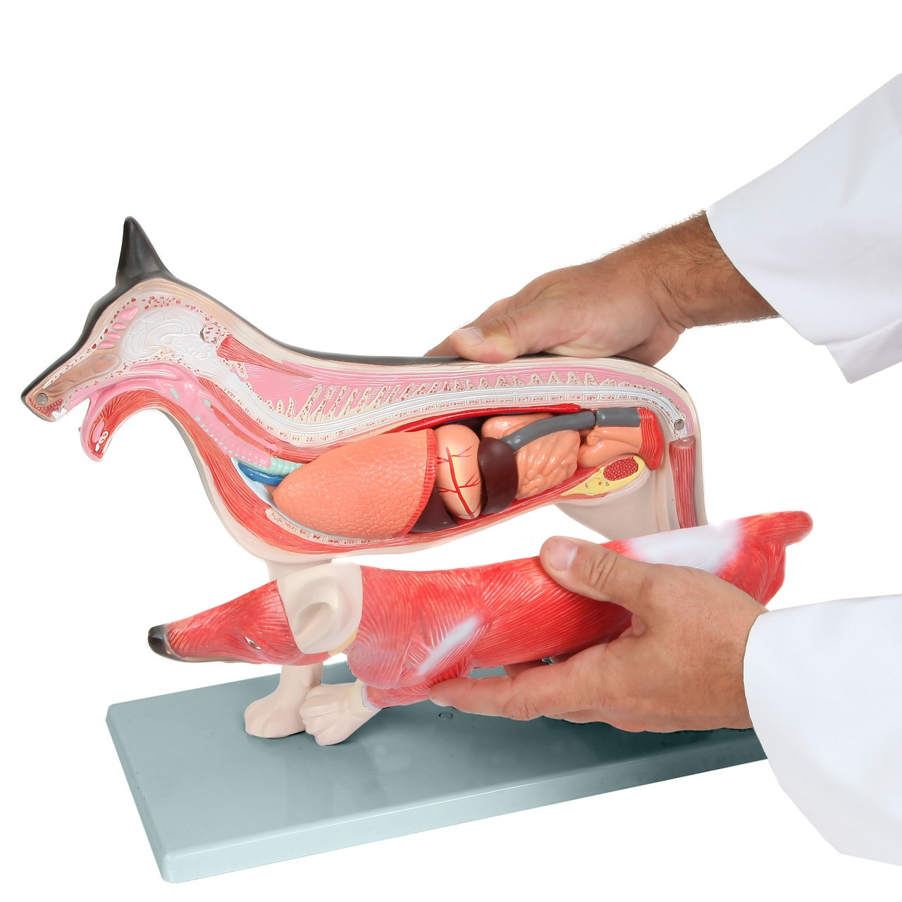 Anatomy Lab Domestic Canine Canis lupus familiaris Anatomy Model