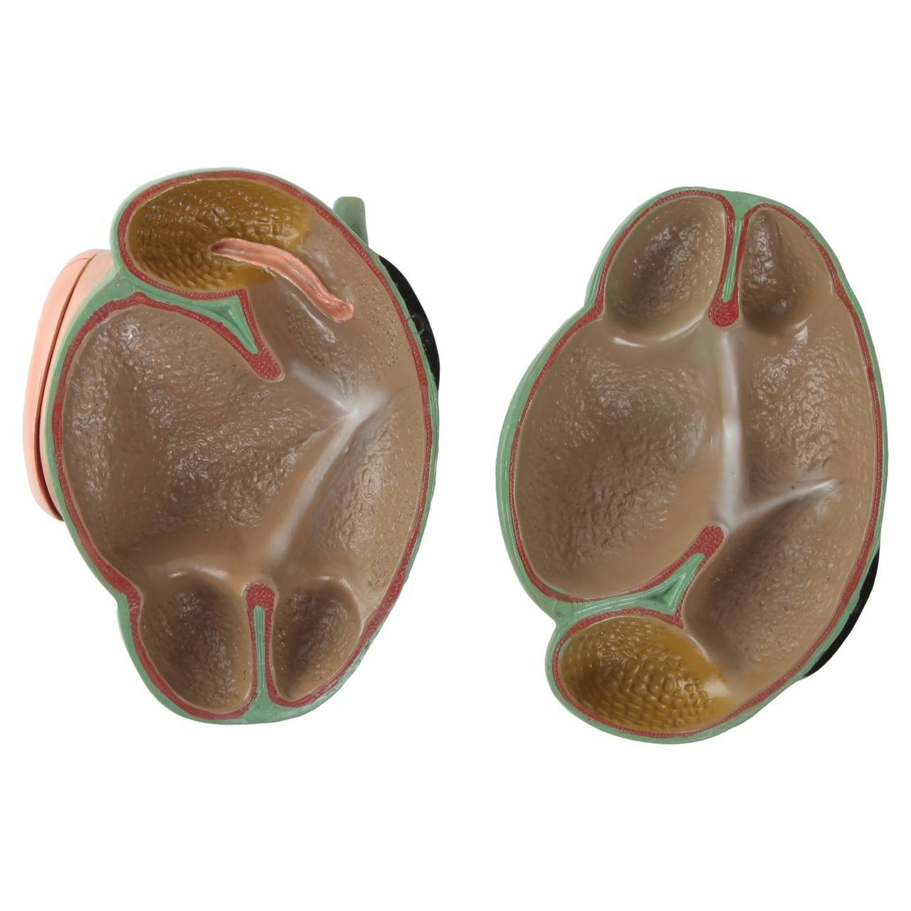 Anatomy Lab Domestic Bovine Bos taurus Anatomy Model