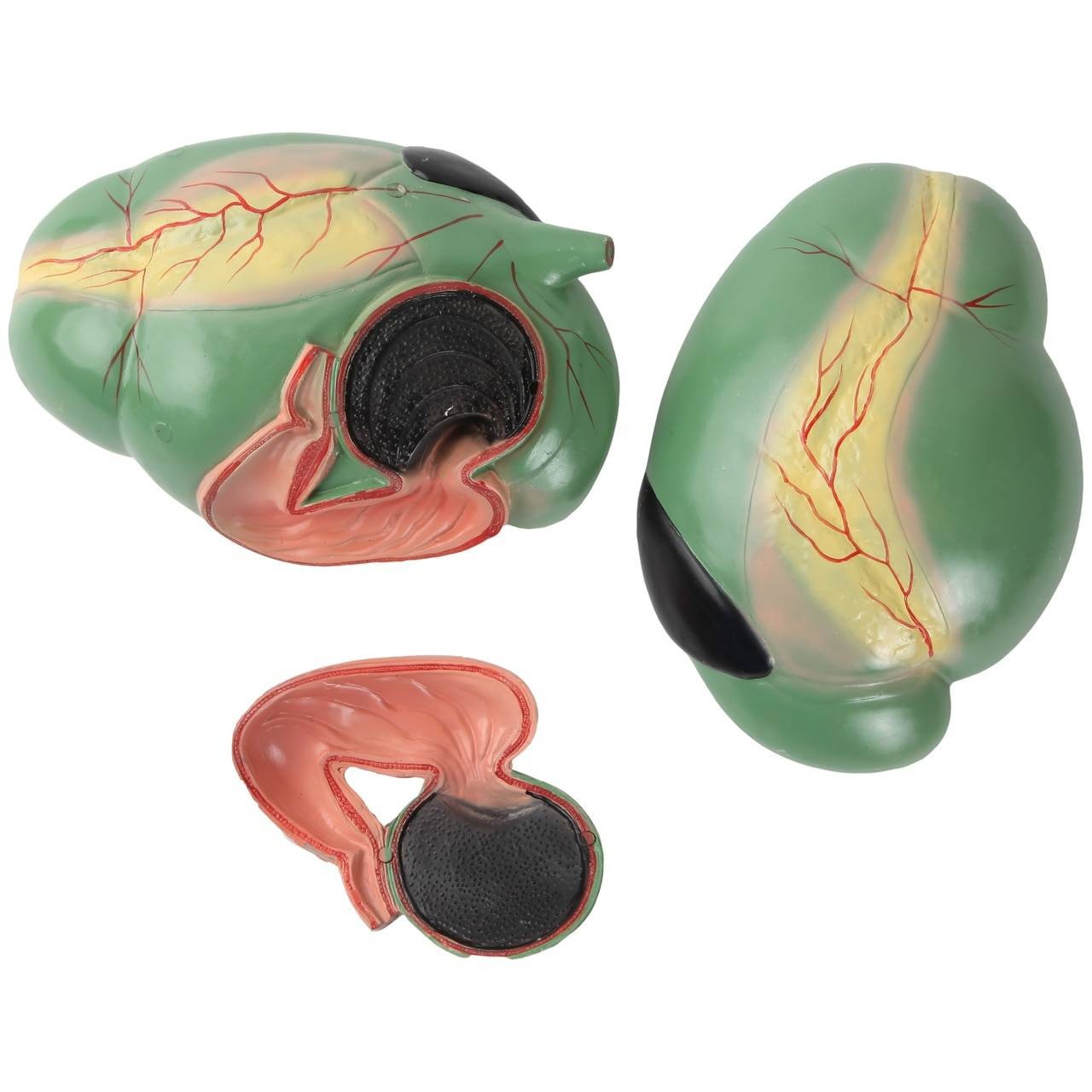 Anatomy Lab Domestic Bovine Bos taurus Anatomy Model