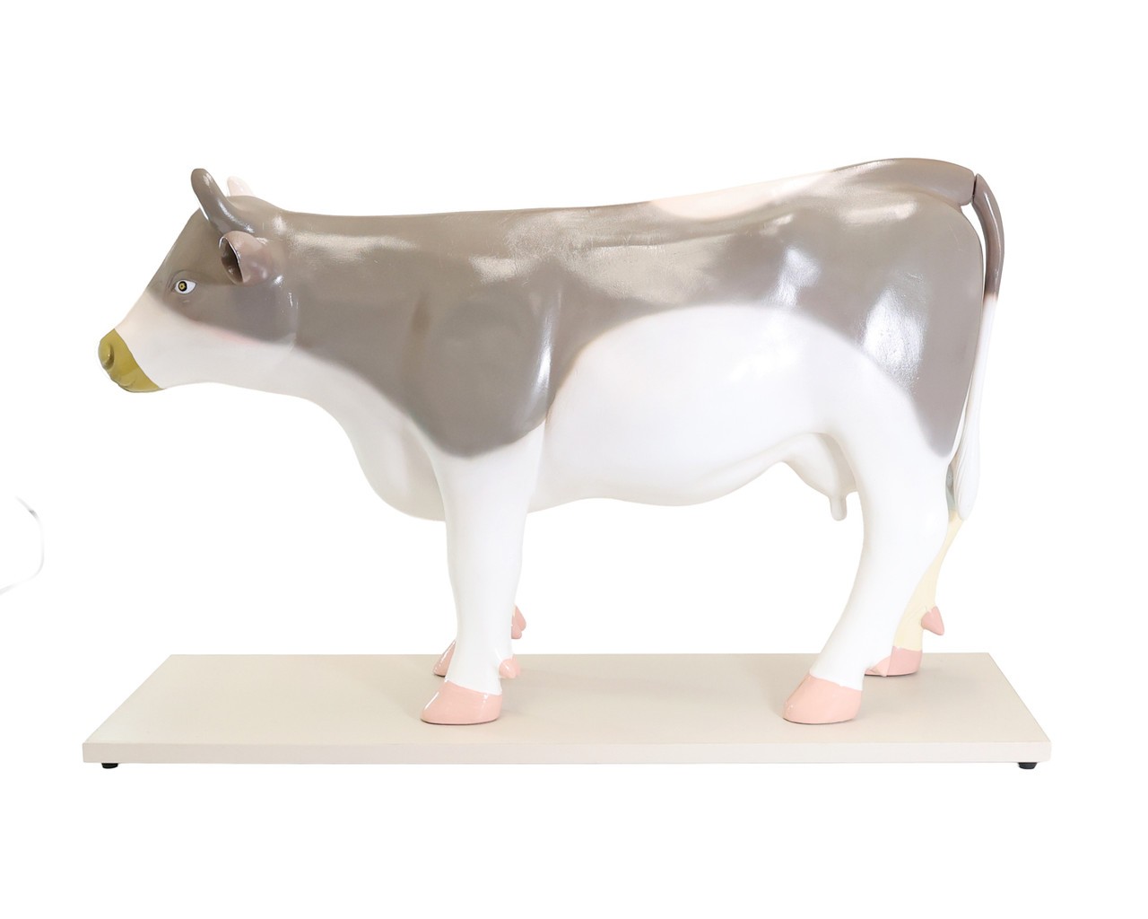 Anatomy Lab Domestic Bovine Bos taurus Anatomy Model