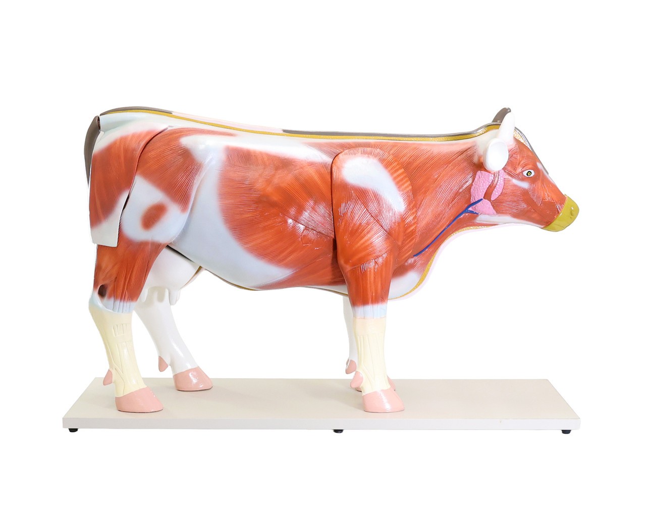 Anatomy Lab Domestic Bovine Bos taurus Anatomy Model