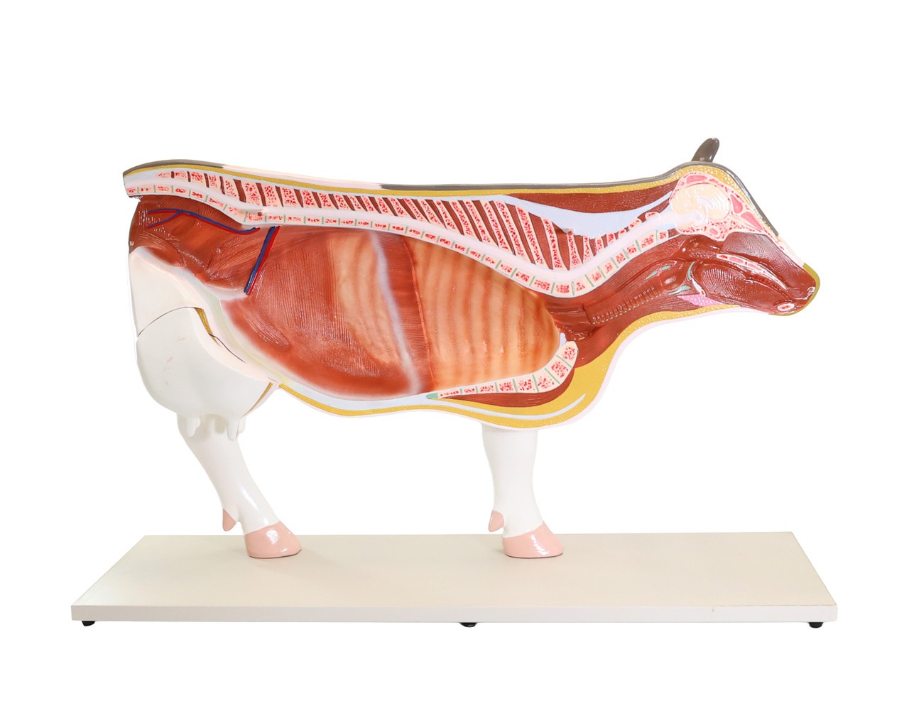 Anatomy Lab Domestic Bovine Bos taurus Anatomy Model