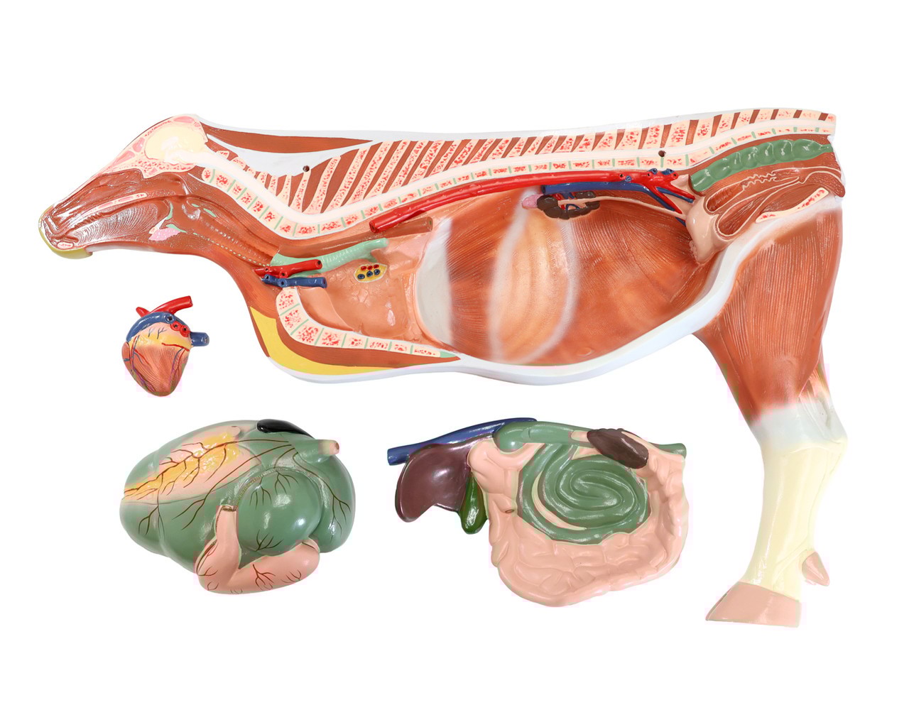 Anatomy Lab Domestic Bovine Bos taurus Anatomy Model