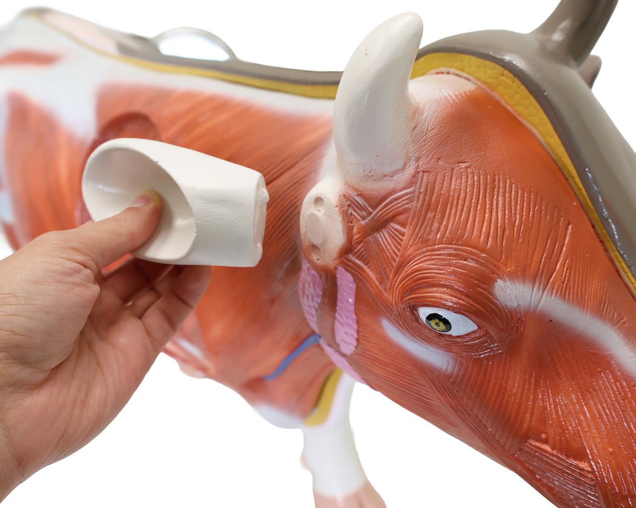 Anatomy Lab Domestic Bovine Bos taurus Anatomy Model