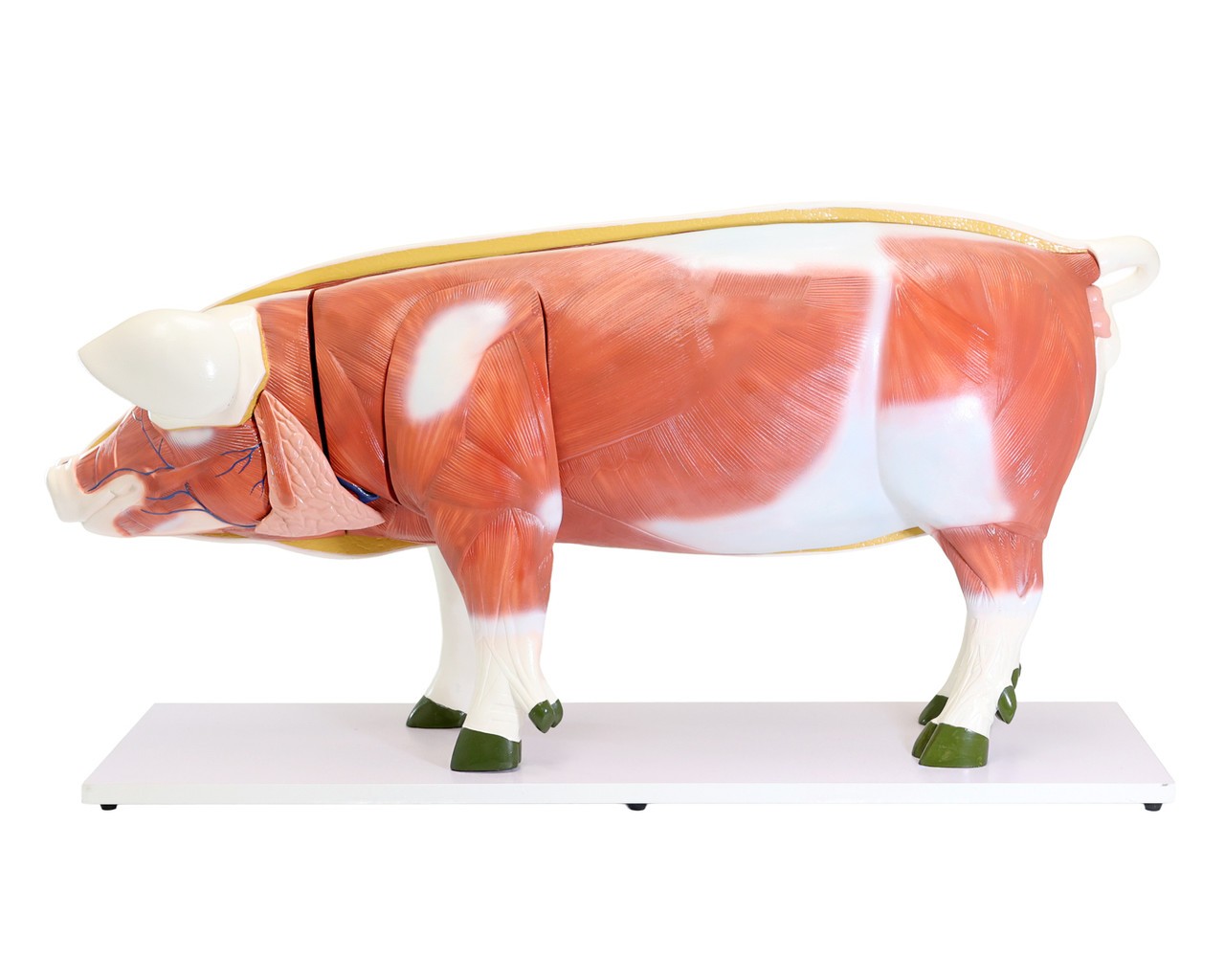 Anatomy Lab Domestic Pig (Sus scrofa domesticus) Anatomy Model