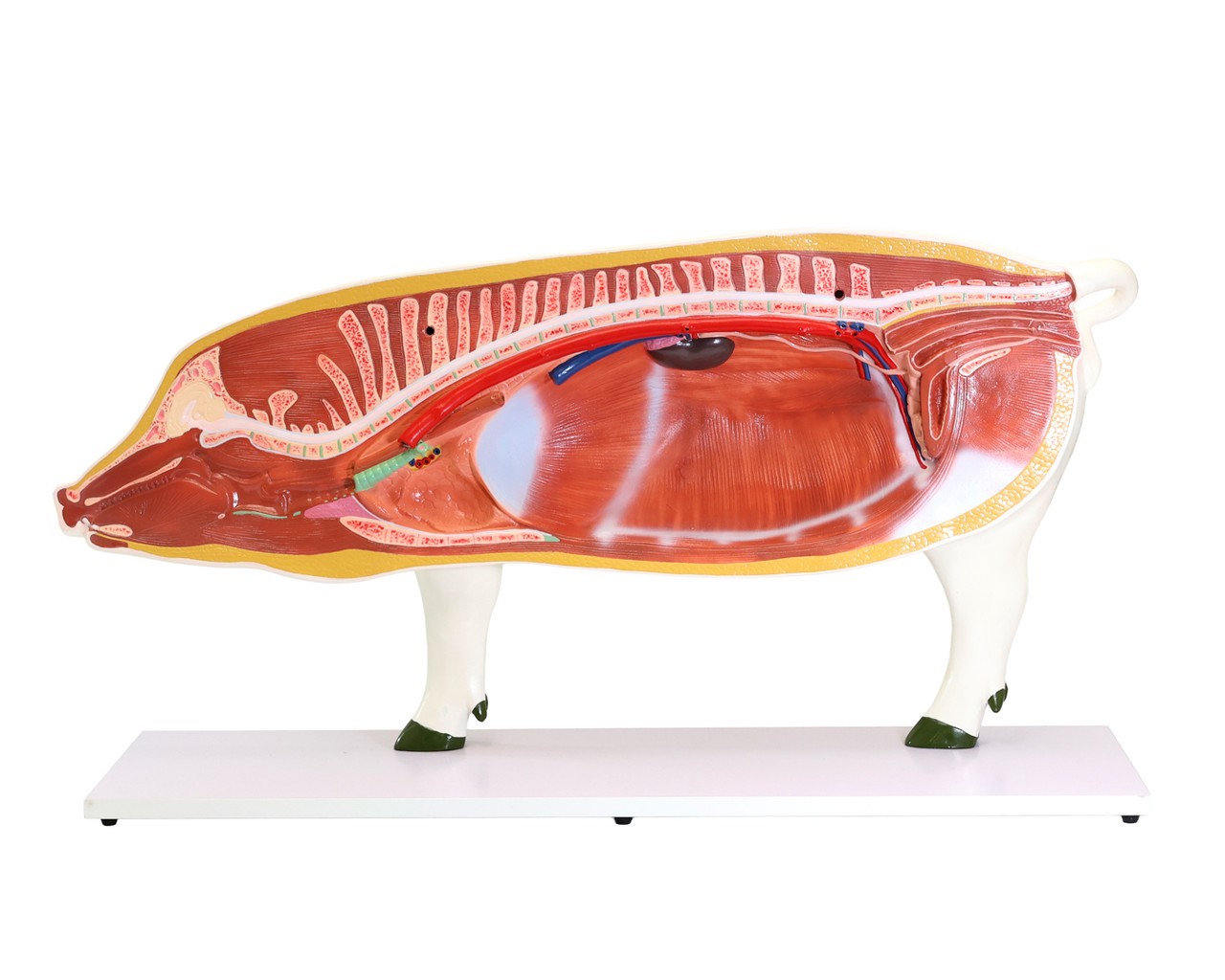 Anatomy Lab Domestic Pig (Sus scrofa domesticus) Anatomy Model