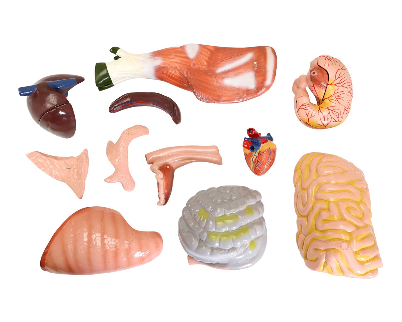 Anatomy Lab Domestic Pig (Sus scrofa domesticus) Anatomy Model