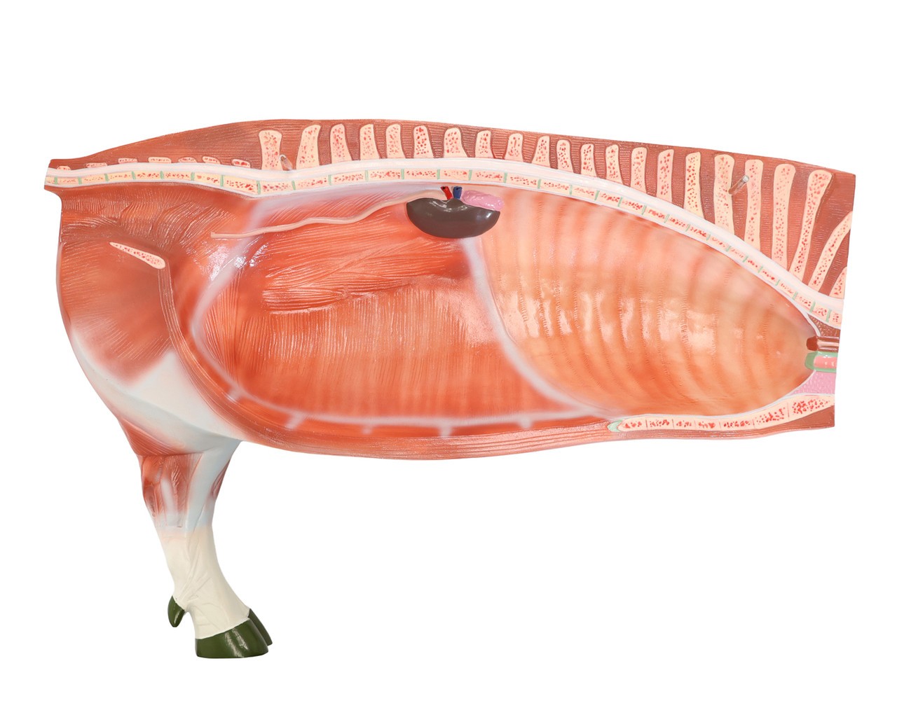 Anatomy Lab Domestic Pig (Sus scrofa domesticus) Anatomy Model
