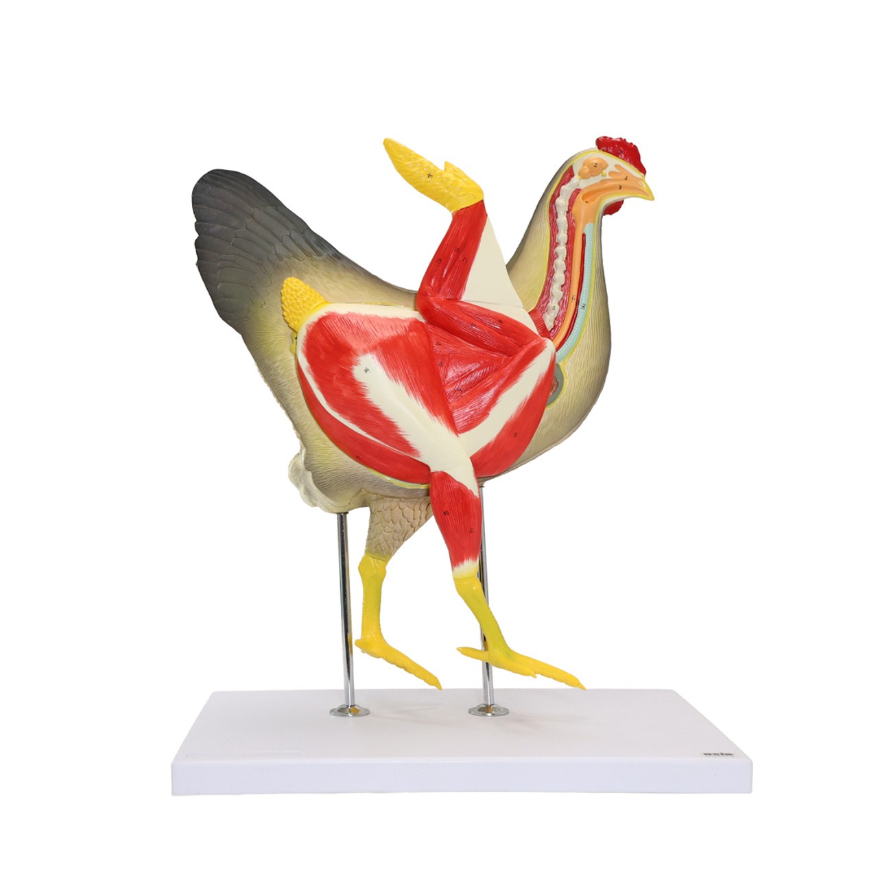 Anatomy Lab Chicken Gallus gallus domesticus Anatomy Model