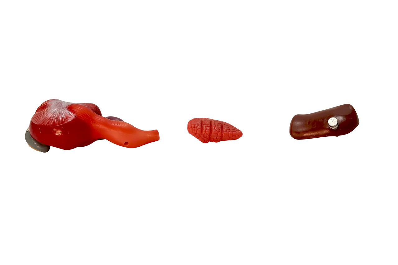 Anatomy Lab Chicken (Gallus gallus domesticus) Anatomy Model