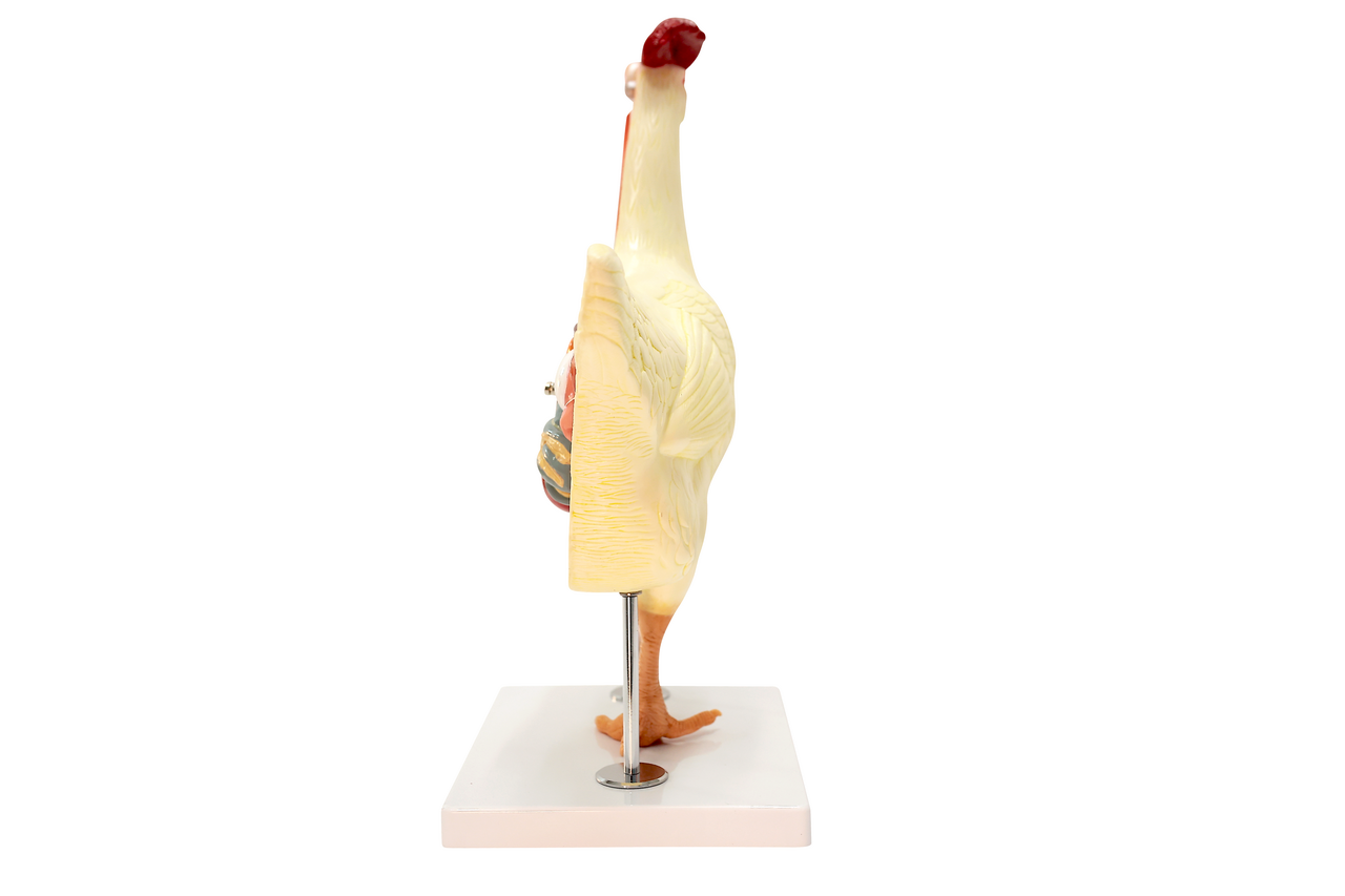 Anatomy Lab Chicken (Gallus gallus domesticus) Anatomy Model
