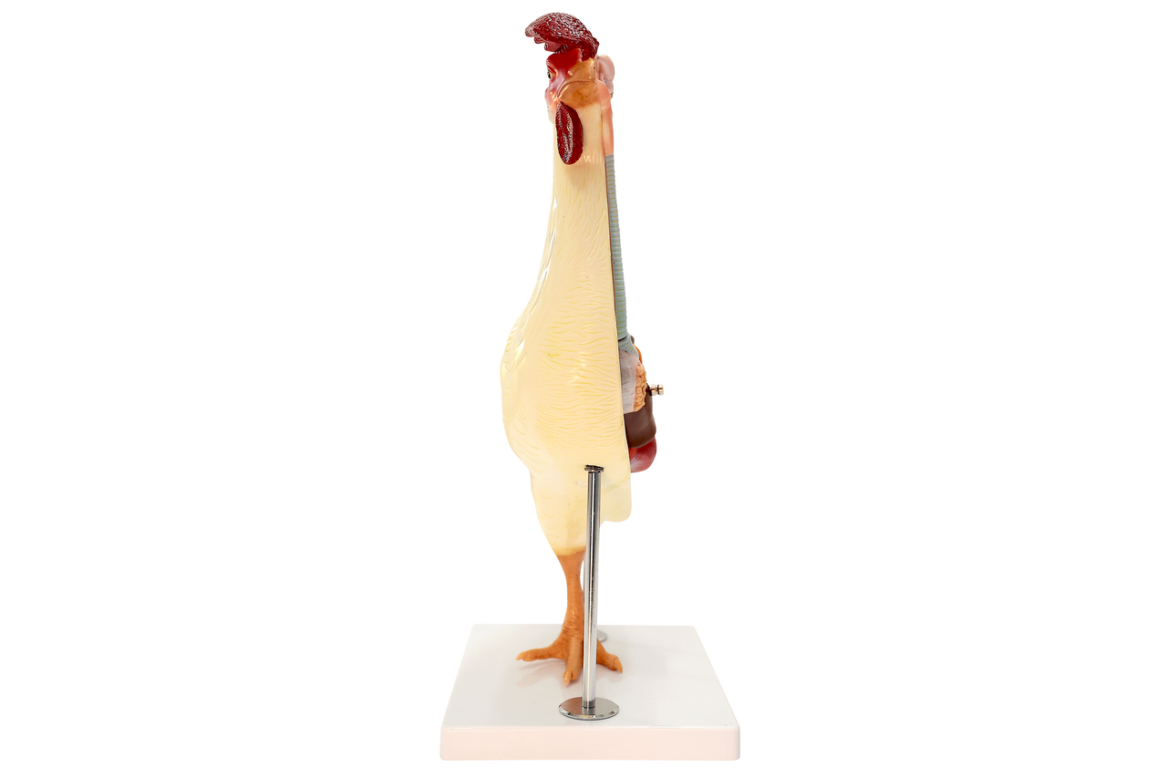 Anatomy Lab Chicken (Gallus gallus domesticus) Anatomy Model