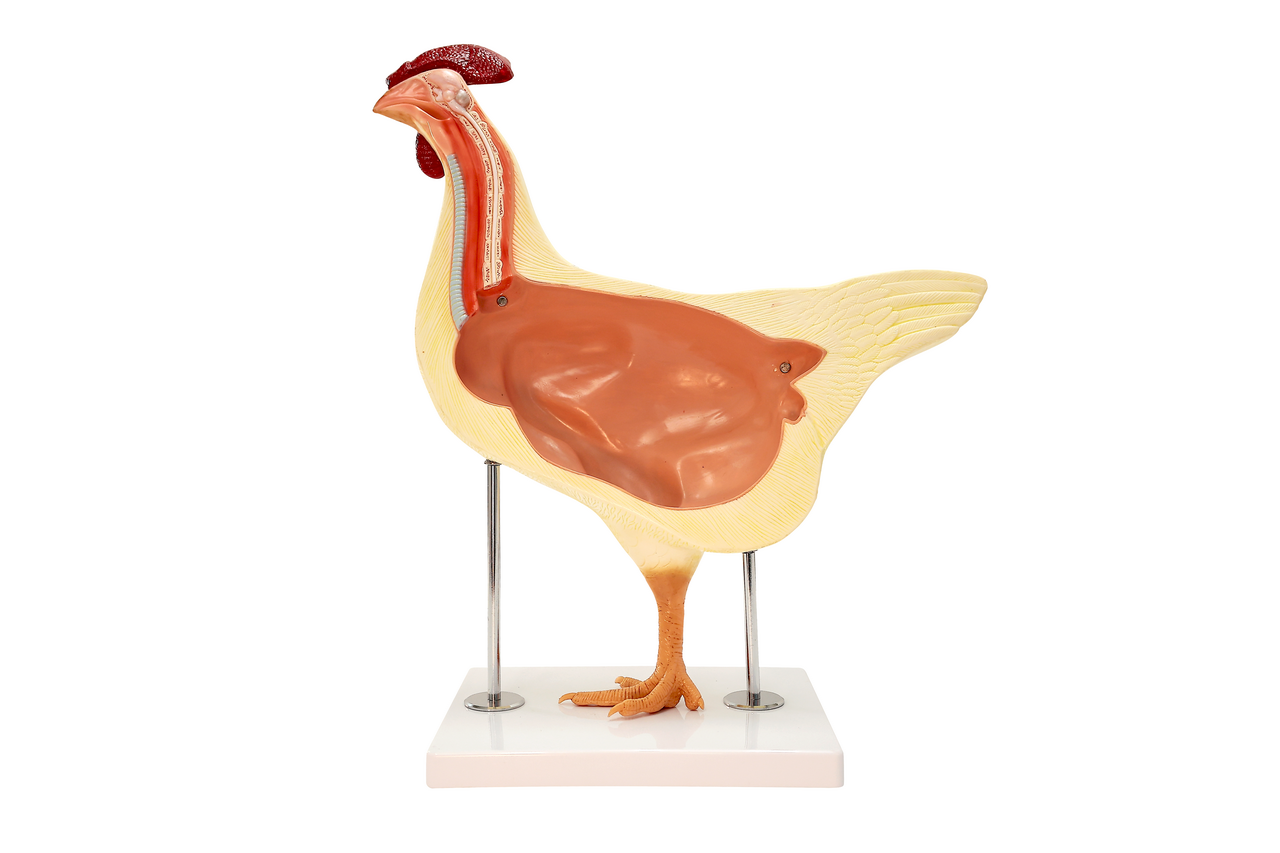 Anatomy Lab Chicken (Gallus gallus domesticus) Anatomy Model