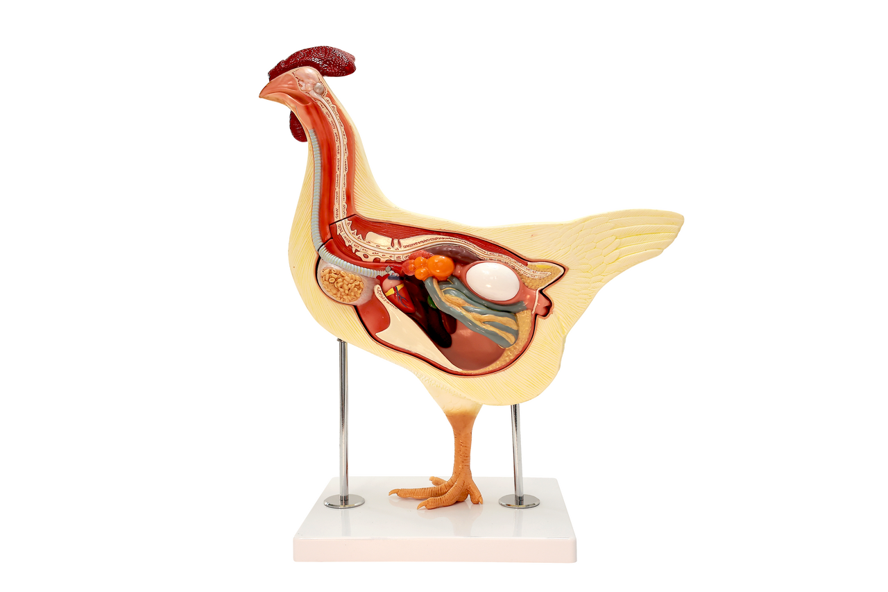 Anatomy Lab Chicken (Gallus gallus domesticus) Anatomy Model