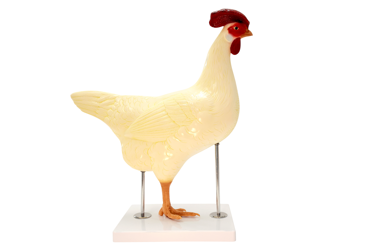 Anatomy Lab Chicken (Gallus gallus domesticus) Anatomy Model