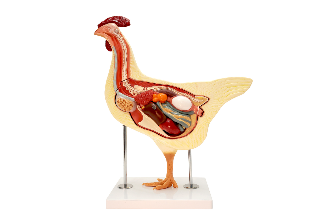 Anatomy Lab Chicken (Gallus gallus domesticus) Anatomy Model