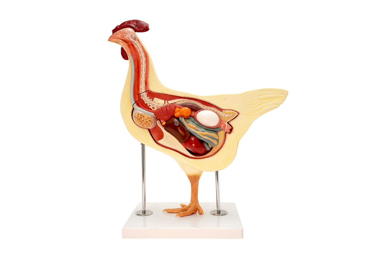 Anatomy Lab Chicken (Gallus gallus domesticus) Anatomy Model