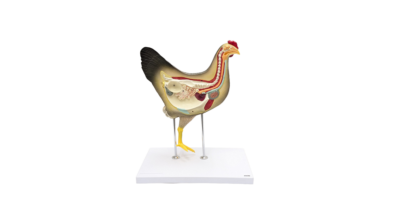 Anatomy Lab Chicken (Gallus gallus domesticus) Anatomy Model