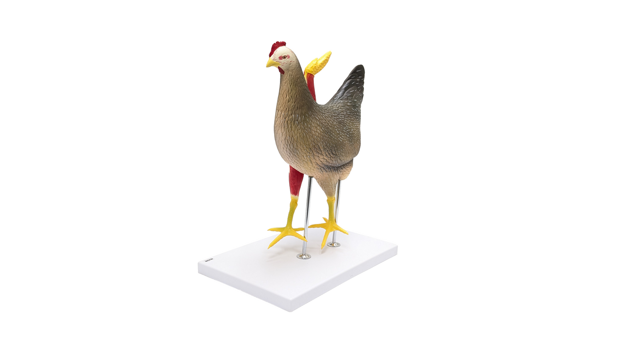 Anatomy Lab Chicken (Gallus gallus domesticus) Anatomy Model