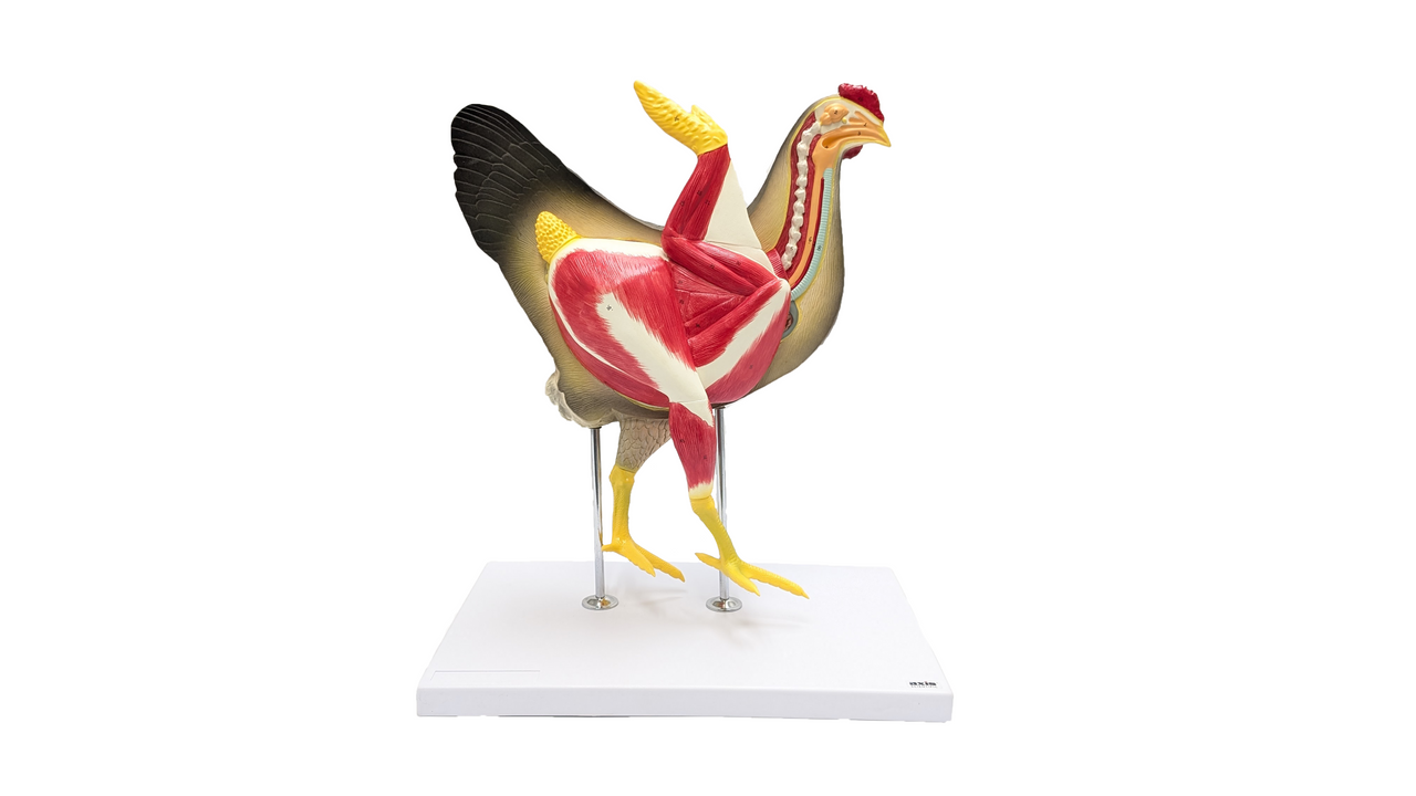 Anatomy Lab Chicken (Gallus gallus domesticus) Anatomy Model