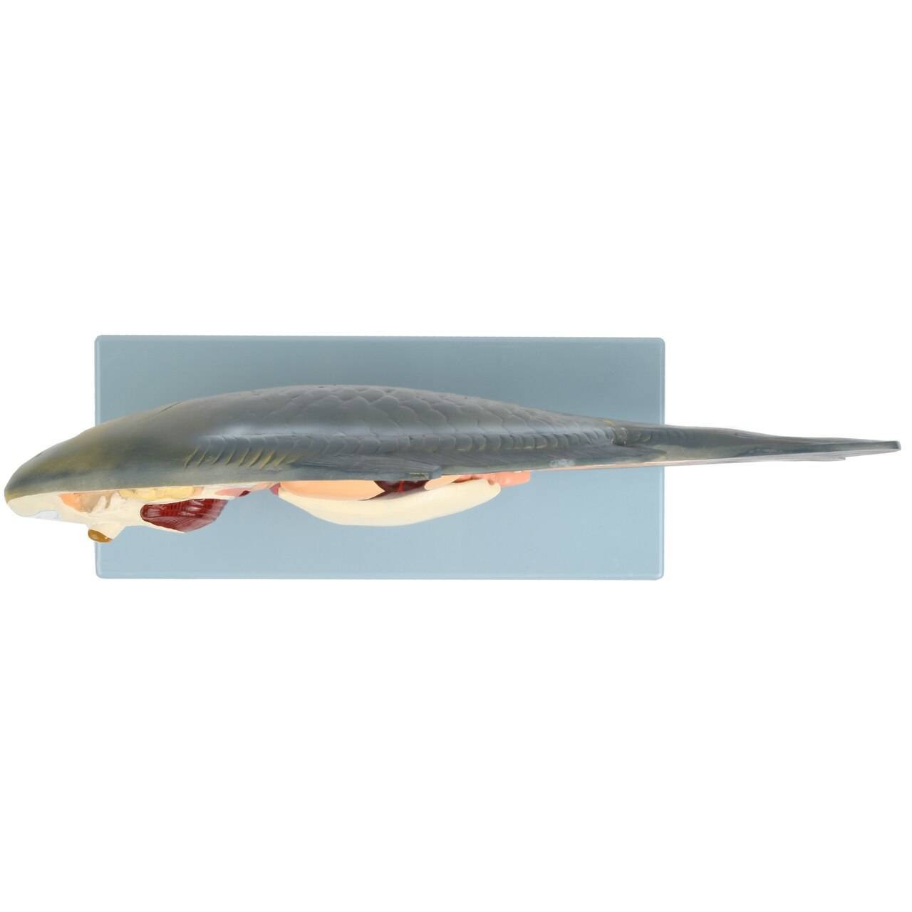 Anatomy Lab Carp Fish Cyprinus carpio Anatomy Model