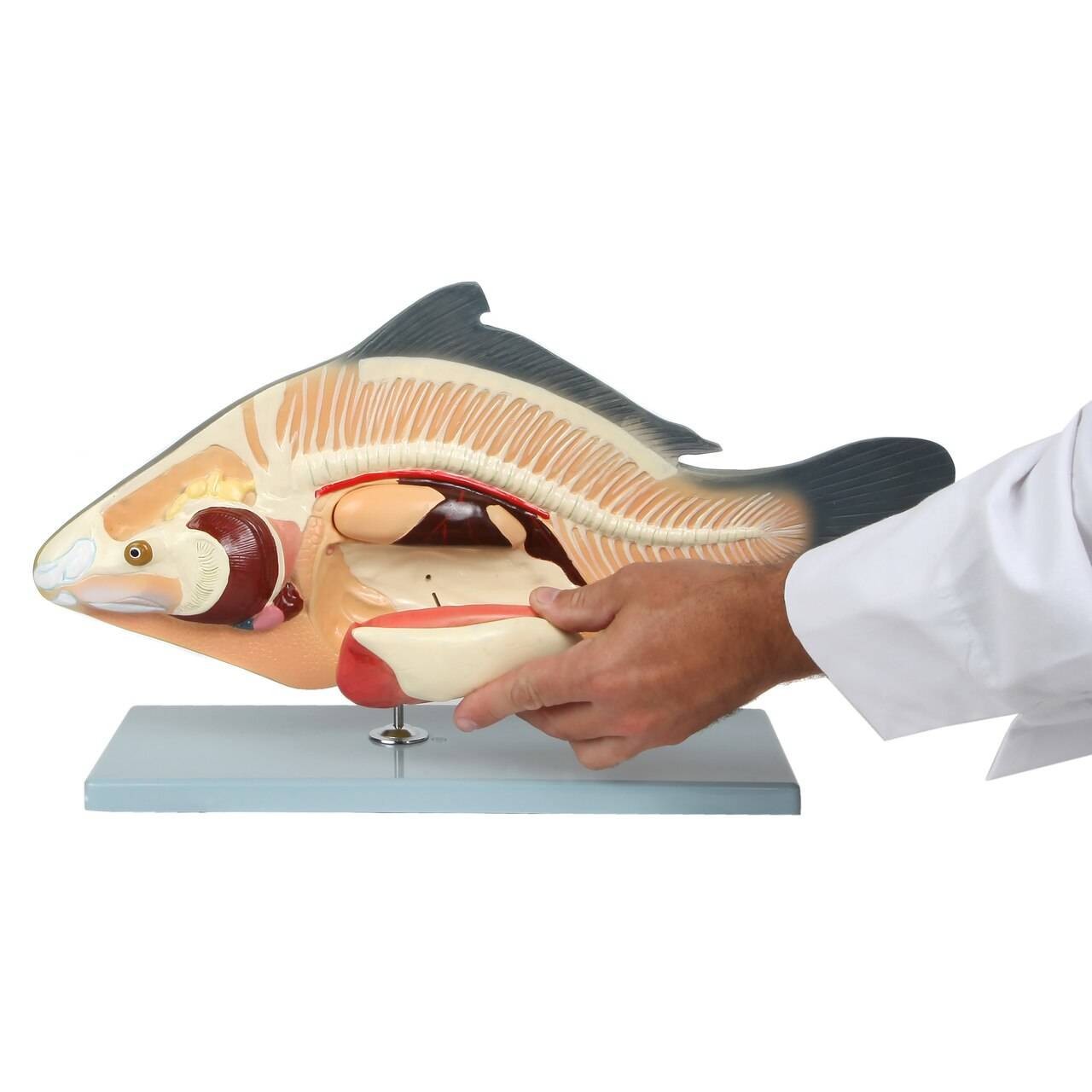 Anatomy Lab Carp Fish Cyprinus carpio Anatomy Model