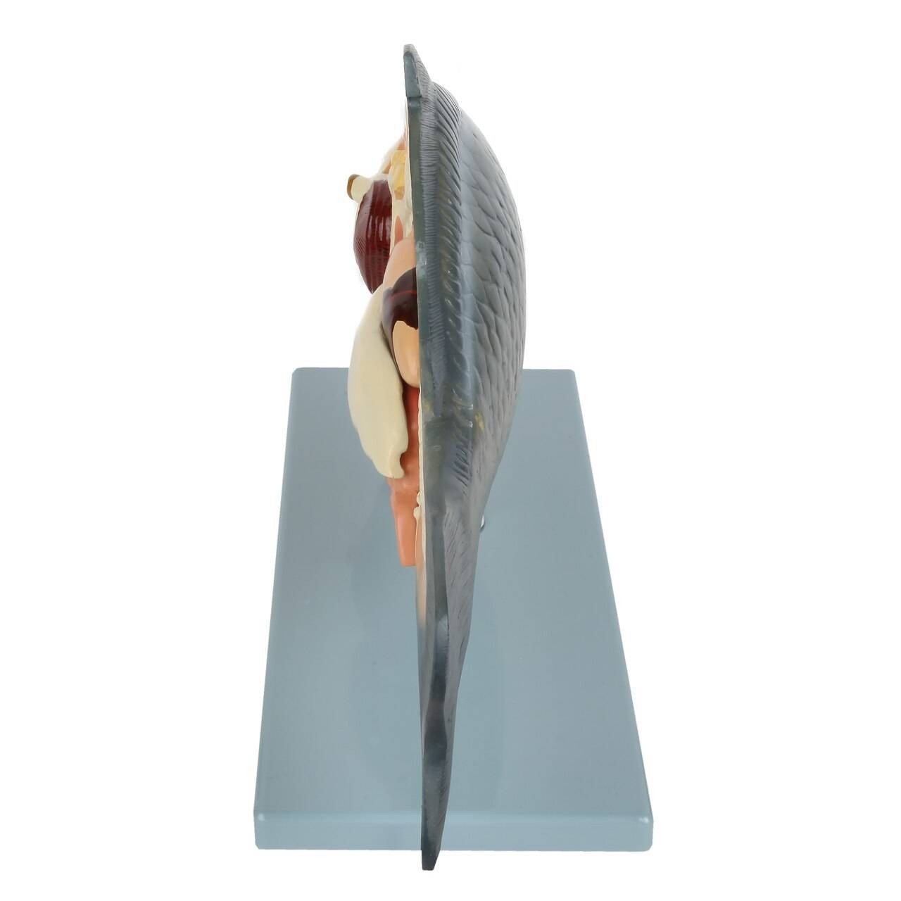 Anatomy Lab Carp Fish Cyprinus carpio Anatomy Model