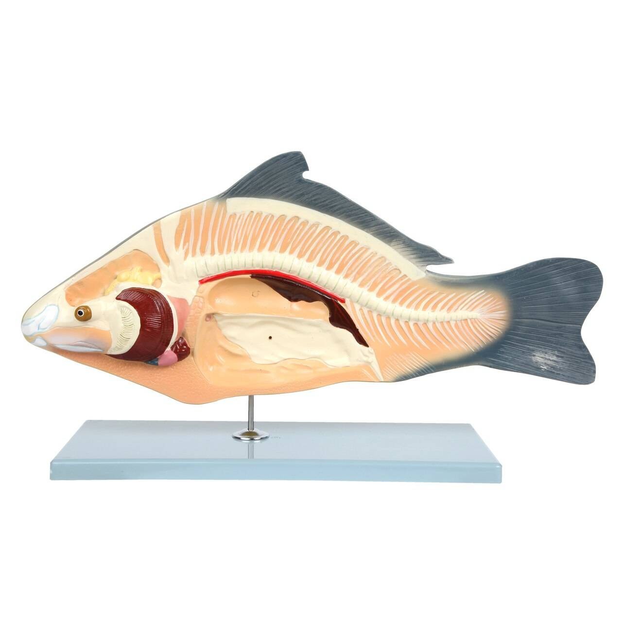 Anatomy Lab Carp Fish Cyprinus carpio Anatomy Model