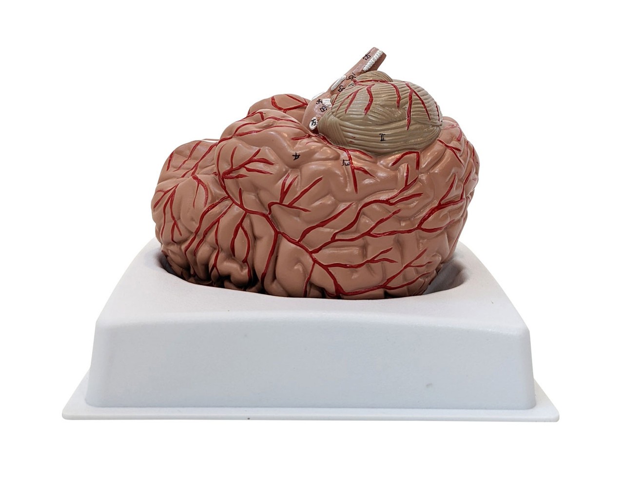 Anatomy Lab Basic 2 Part Brain Model with Arteries and Blood Vessels