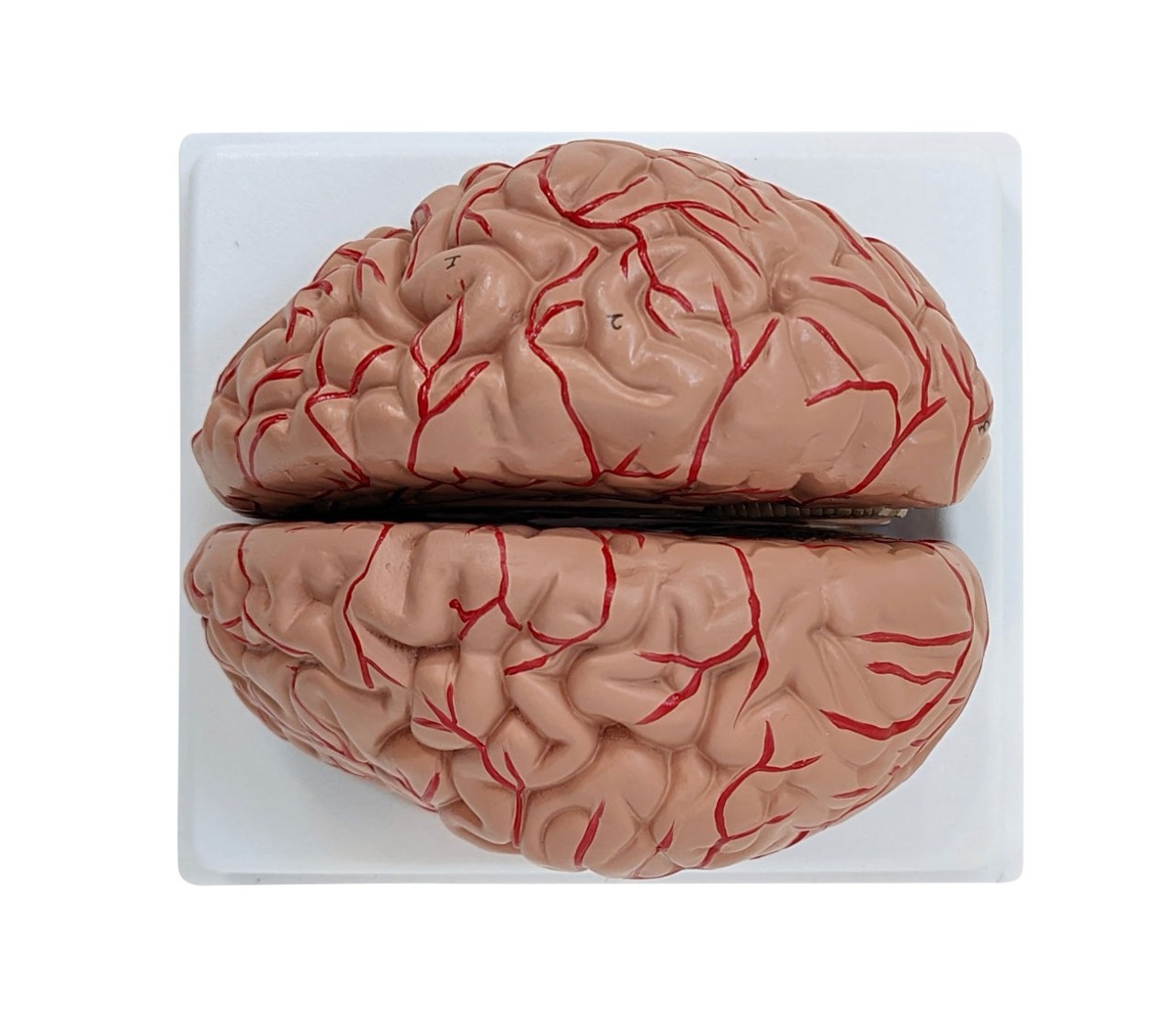 Anatomy Lab Basic 2 Part Brain Model with Arteries and Blood Vessels