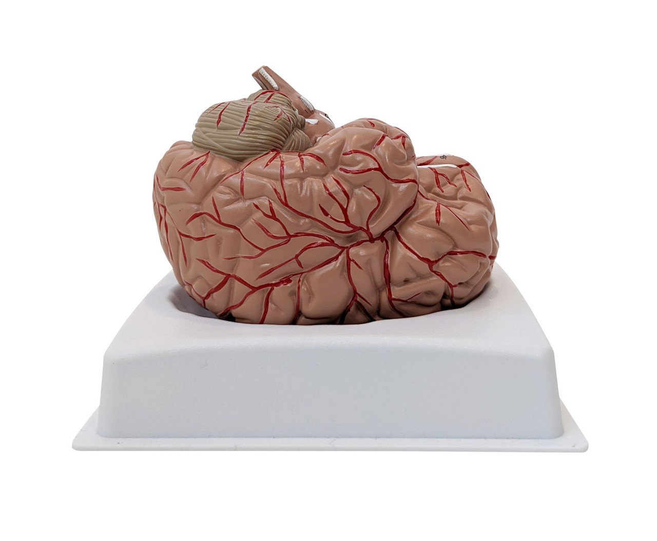 Anatomy Lab Basic 2 Part Brain Model with Arteries and Blood Vessels