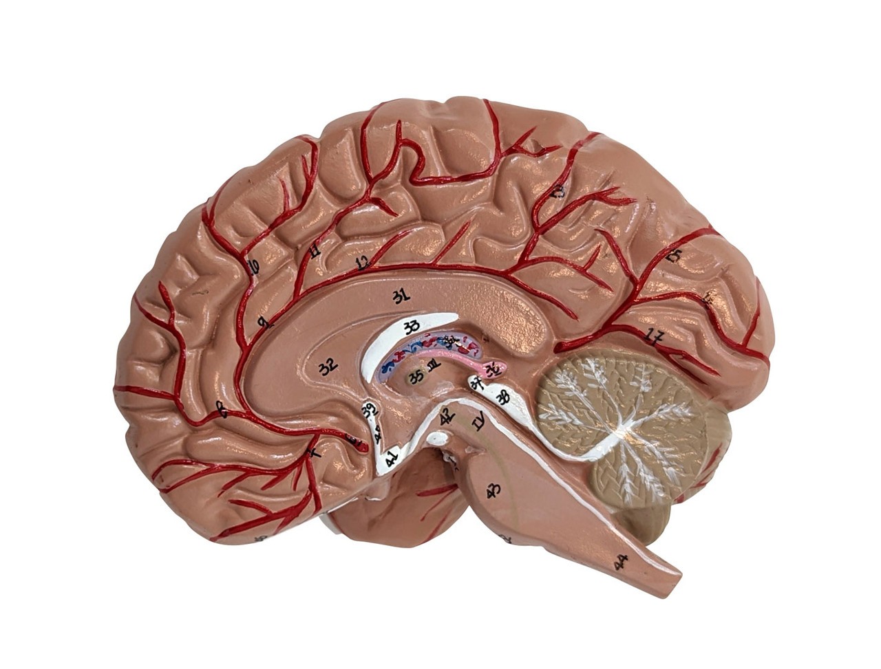 Anatomy Lab Basic 2 Part Brain Model with Arteries and Blood Vessels