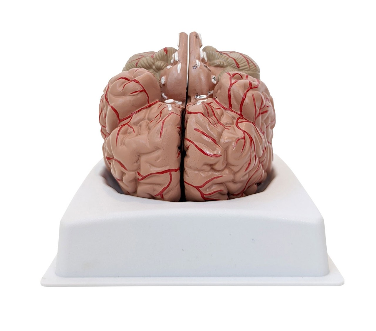Anatomy Lab Basic 2 Part Brain Model with Arteries and Blood Vessels